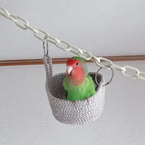 テンハッピーカマン(元カマン)ちゃん＠コザクラインコ