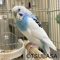 フラン＠セキセイインコ(認定NPO法人TSUBASA)