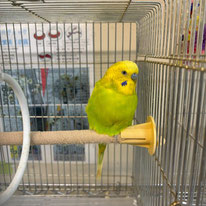 ぴよりん＠セキセイインコ