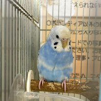 ごんべい＠セキセイインコ