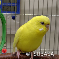 フラッペ＠セキセイ（認定NPO法人TSUBASA）