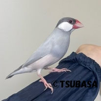 みぞれ＠文鳥（認定NPO法人TSUBASA）