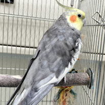 たねきち＠オカメインコ