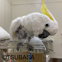 メープル＠キバタン(NPO法人TSUBASA)