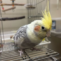 オカメインコ1羽のレスキュー（関西エリアより）