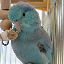 ラムネ＠マメルリハ