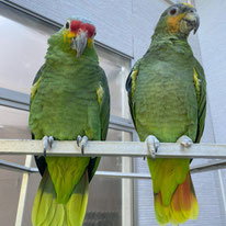 キィ＠キホオボウシインコ＆フジ＠キソデボウシインコ