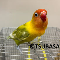 ボタン＠ボタンインコ（NPO法人TSUBASA）