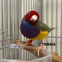 モラド＠コキンチョウ（認定NPO法人TSUBASA）