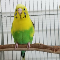 ローリエ＠セキセイインコ