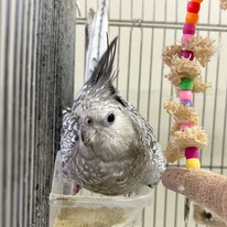 ジュン＠オカメインコ