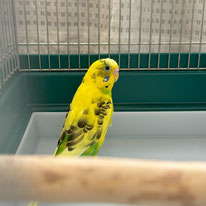 マサラ＠セキセイインコ