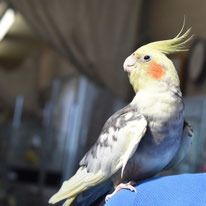 ごまま＠オカメインコ