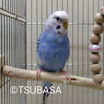 みずき＠セキセイインコ（NPO法人TSUBASA)