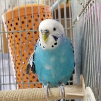 汐音＠セキセイインコ