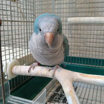 つばめ＠オキナインコ