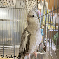 かぐや@オカメインコ（NPO法人TSUBASA)