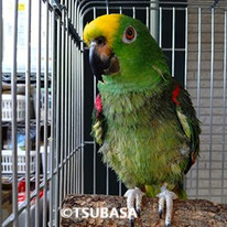 つるべえ（認定NPO法人TSUBASA）