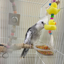 ギン＠オカメインコ