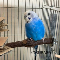 シャビィ＠セキセイインコ（認定NPO法人TSUBASA）