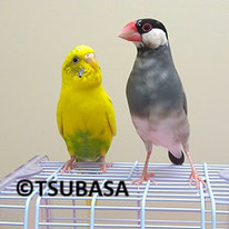 クロロ＠文鳥＆キーコ＠セキセイインコ