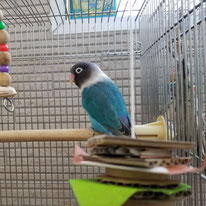 ブルボス＠ボタンインコ