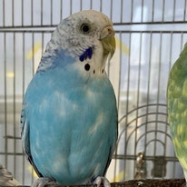 ウインディ＠セキセイインコ