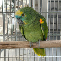 桃蘭＠アオボウシインコ