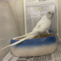 エスペランス＠セキセイインコ