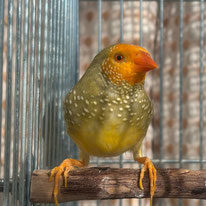 ヴェルデ＠コモンチョウ（認定NPO法人TSUBASA）