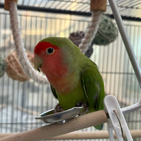 ひぃくん＠コザクラインコ