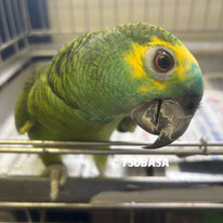 イオ＠アオボウシインコ（認定NPO法人TSUBASA）