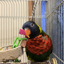 ジュエル＠ゴシキセイガイインコ（認定NPO法人TSUBASA)