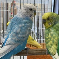 ビアン＠セキセイインコ