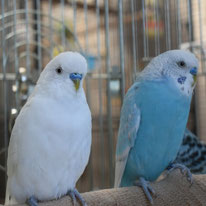 こうめ＠オカメインコ