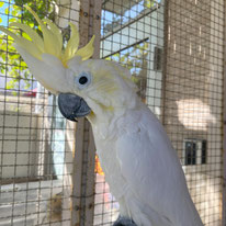 ルーカス＠コバタン