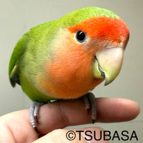 モア@コザクラインコ(NPO法人TSUBASA)