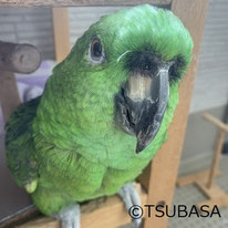 きんつば@ムジボウシインコ（NPO法人TSUBASA)