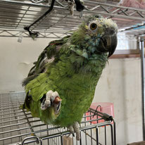 はぴくる＠アオボウシインコ