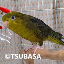 クロードサザナミインコ(NPO法人TSUBASA)