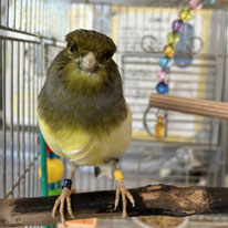 グラン＠カナリア