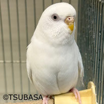 ましろ＠セキセイインコ（認定NPO法人TSUBASA）