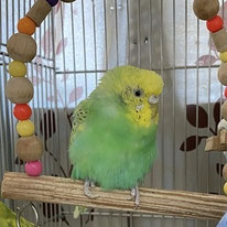 アリス＠セキセイインコ