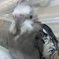 ZAPP＠オカメインコ