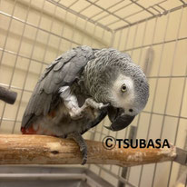 まつり＠ヨウム