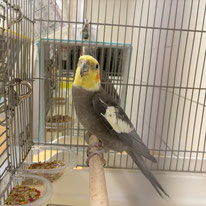 バンクシア＠オカメインコ