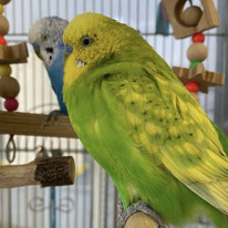 ホバート＠セキセイインコ