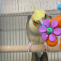 さっちー＠オカメインコ