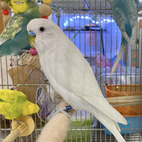 カウラ＠セキセイインコ