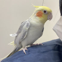 ぽぽん＠オカメインコ